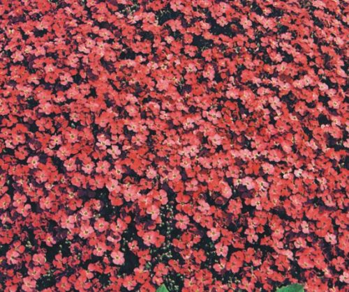 Aubrieta deltoidea Royal Red False Rockcress - Aubrietia seeds