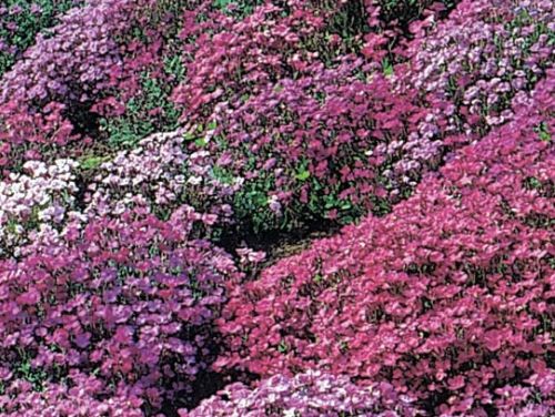 Aubrieta deltoidea Royal Series Mix False Rockcress seeds