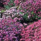 Aubrieta deltoidea Royal Series Mix Steingarten Farbmischung Samen