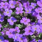 Aubrieta deltoidea Royal Violet Aubrieta ? fleurs violettes graines