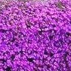 Aubrieta hybrida Whitewell Gem  semillas