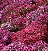 Aubrieta x cultorum Cascade Mix Large-flowered Aubrieta seeds