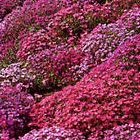 Aubrieta x cultorum Cascade Mix Aubrieta ? grandes fleurs graines