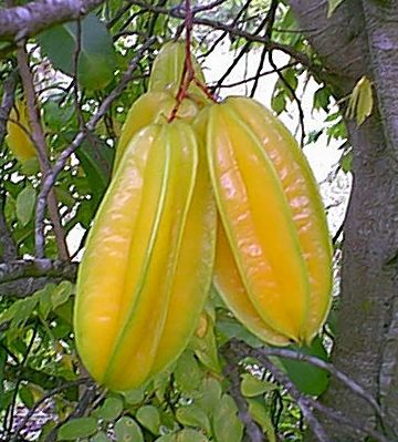 Averrhoa carambola Starfruit seeds