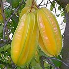 Averrhoa carambola