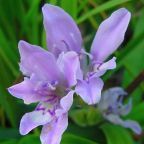 Babiana ambigua planta bulbosa semillas