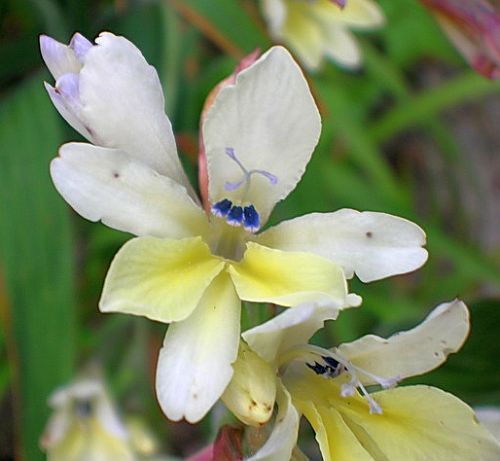 Babiana odorata bulbous plant seeds