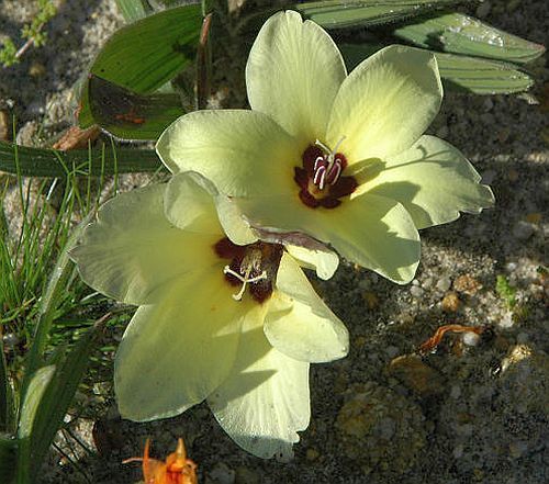 Babiana pygmaea bulbous plant seeds