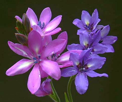 Babiana stricta Breede Valley babiana seeds