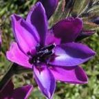 Babiana stricta planta bulbosa semillas