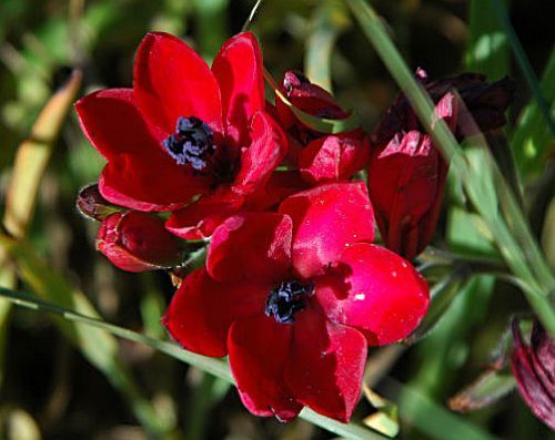 Babiana villosa bulbous plant seeds