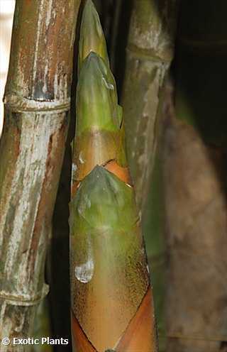 Bambusa arundinacea espinhosa sementes de bambu gigante