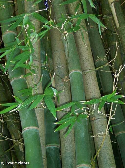 Bambusa Arundinacea Seeds 200 Saatgut Bambus Riese 