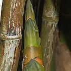 Bambusa arundinacea bamb? gigante semi