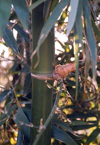 Bambusa balcooa Bhaluka sementes de bambu