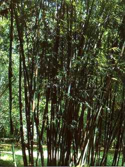 Bambusa distegia upright bamboo seeds