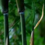 Bambusa distegia bamb? ca?as verdes semi