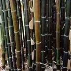Bambusa lako Семена Черный гигантский бамбук