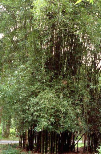 Bambusa lapidea Horsehoof Bamboo seeds