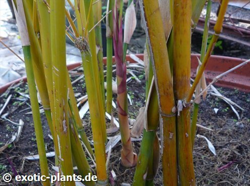 Bambusa multiplex Silver stripe bamboo seeds