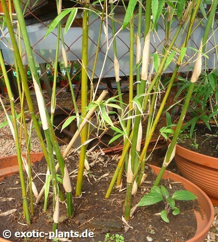 Bambusa multiplex Silver stripe bamboo seeds