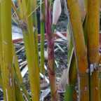 Bambusa multiplex Silver stripe bambou graines