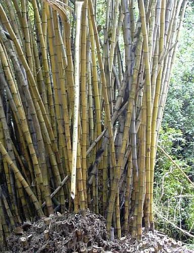 Bambusa polymorpha bamboo seeds