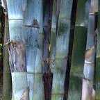 Bambusa polymorpha bamb? semillas