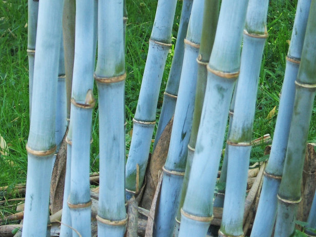 Bambusa textilis weavers bamboo seeds