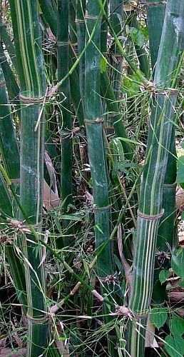 Bambusa tulda indian timber bamboo seeds