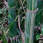 Bambusa tulda bambou bois des Indiens graines