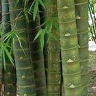 Bambusa tuldoides  semillas