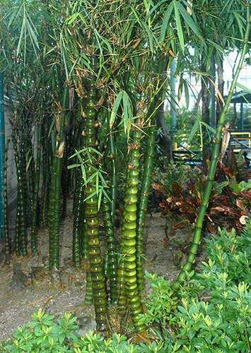 Bambusa ventricosa Buda bambu - Budas-barriga sementes de bambu