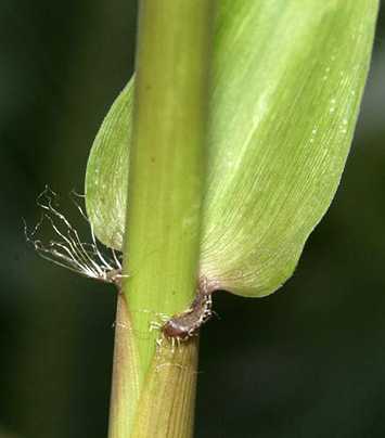 Bambusa ventricosa Buda bambu - Budas-barriga sementes de bambu