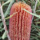 Banksia brownii Banksia ? feuilles de plumes graines