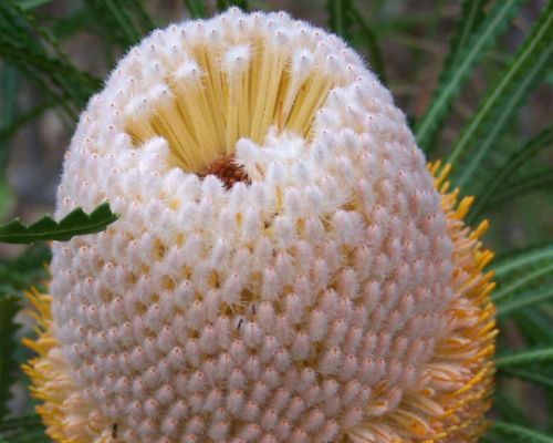 Banksia hookeriana Hookers Banksia seeds