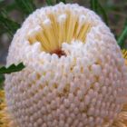 Banksia hookeriana Hookers Banksia graines