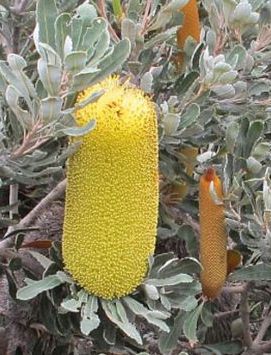 Banksia media dwarf Golden Stalk Banksia seeds