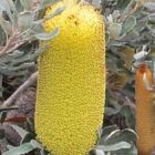 Banksia media dwarf  semi