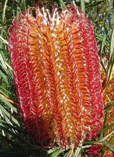 Banksia occidentalis Red Swamp Banksia seeds
