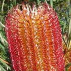 Banksia occidentalis Red Swamp Banksia graines