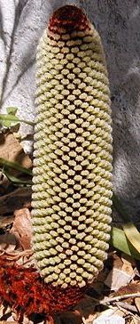 Banksia petiolaris Prostrate Banksia seeds