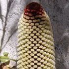 Banksia petiolaris