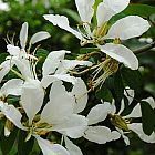 Bauhinia bowkeri Orchideenbaum Samen