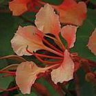 Bauhinia galpinii arbre orchid?e rouge graines