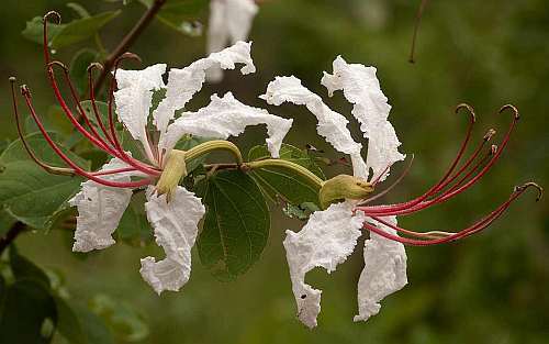 Bauhinia petersiana Large White Bauhinia - wild coffee bean seeds