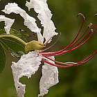 Bauhinia petersiana grand Bauhinia blanc graines
