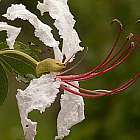 Bauhinia petersiana  cемян