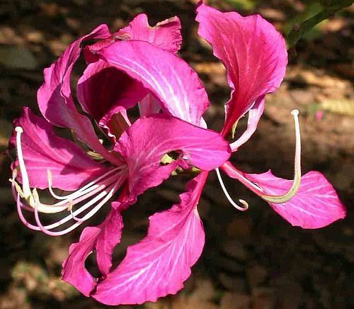 Bauhinia purpurea purple orchid tree seeds