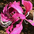 Bauhinia purpurea ?rbol de la orqu?dea p?rpura semillas